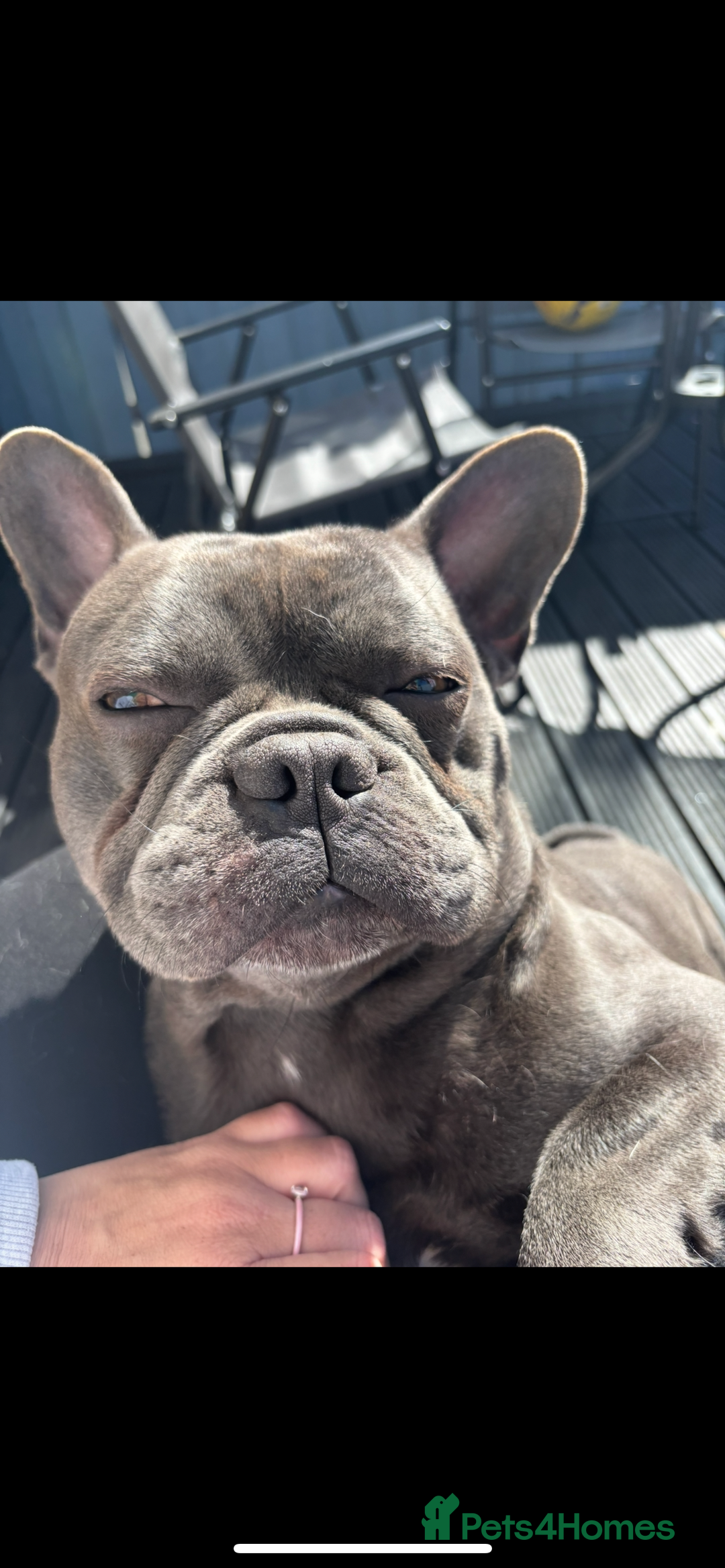 French Bulldog dogs for sale: French bulldog male 2 years  - Advert 1