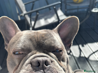 French Bulldog dogs French bulldog male 2 years - Advert 3