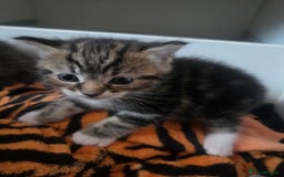 Brazilian Shorthair cats for sale: British shorthair/ domestic - Image 3
