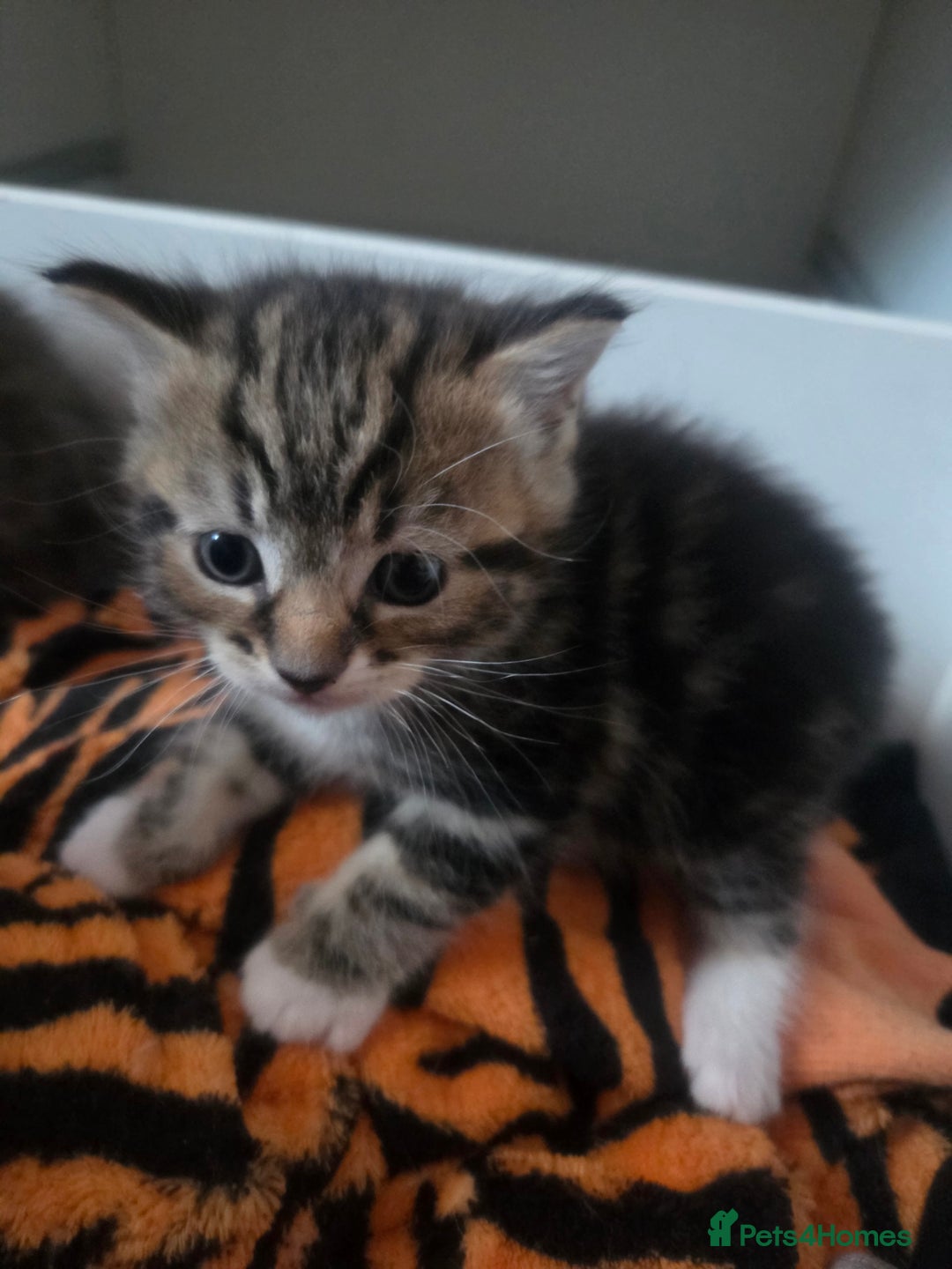 Brazilian Shorthair cats for sale: British shorthair/ domestic - Image 3