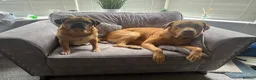 Mixed Breed dogs for sale:  Jax , Male dog de bordoux / bull lurcher  in Hull - Advert 2