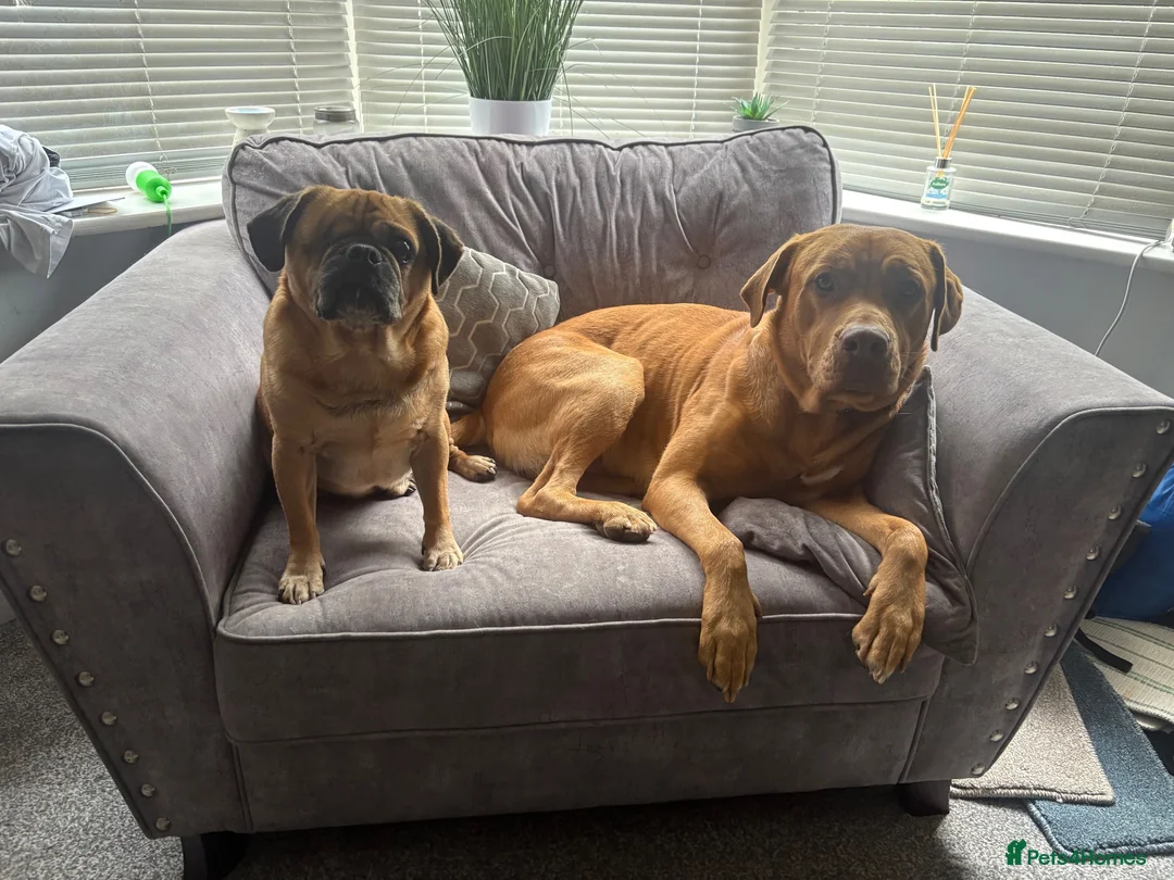 Mixed Breed dogs for sale:  Jax , Male dog de bordoux / bull lurcher  in Hull - Advert 2