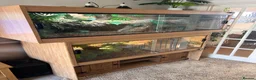 Lizard reptiles for sale: 11 month old large Black & White Tegu & enclosure in Waterlooville - Advert 5