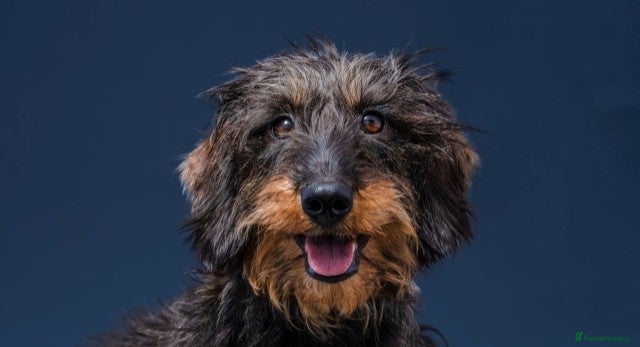 Dachshund dogs KennelClub Registered WireHaired Dachshund Puppies - Advert 17