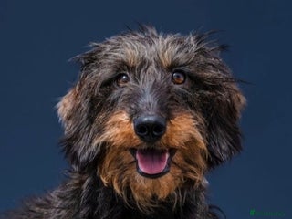 Dachshund dogs KennelClub Registered WireHaired Dachshund Puppies - Advert 4