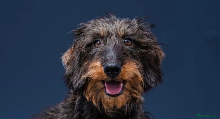 Dachshund dogs KennelClub Registered WireHaired Dachshund Puppies - Advert 5