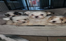 Yorkshire Terrier dogs for sale: Yorkshire terrier biewer  - Image 4