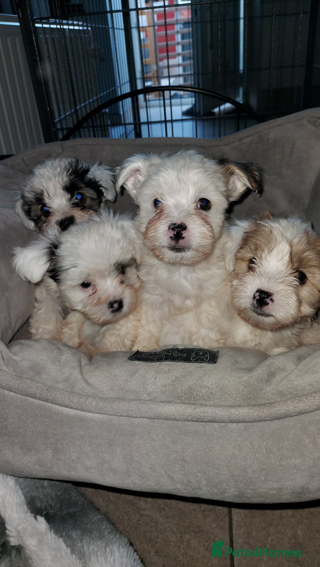 Yorkshire Terrier dogs for sale: Yorkshire terrier biewer  - Image 4