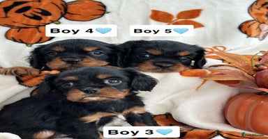 Cavalier King Charles Spaniel dogs - Advert 14