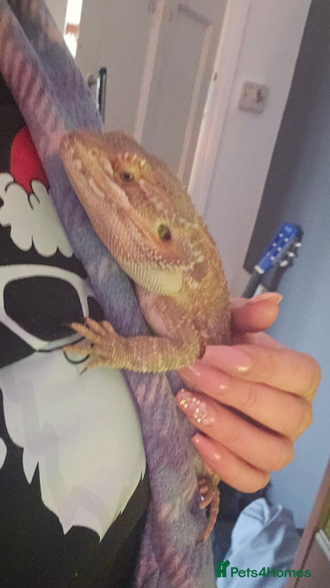 Bearded Dragon reptiles for sale: Bearded dragon for sale - Image 3