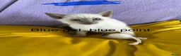 Siamese cats for sale: Siamese kittens traditional  ready now  in Mansfield - Advert 6