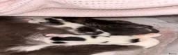 Mixed Breed cats for sale: Kittens  - Advert 5