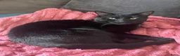 Domestic Shorthair cats for sale: Black male cat in Gateshead - Advert 1