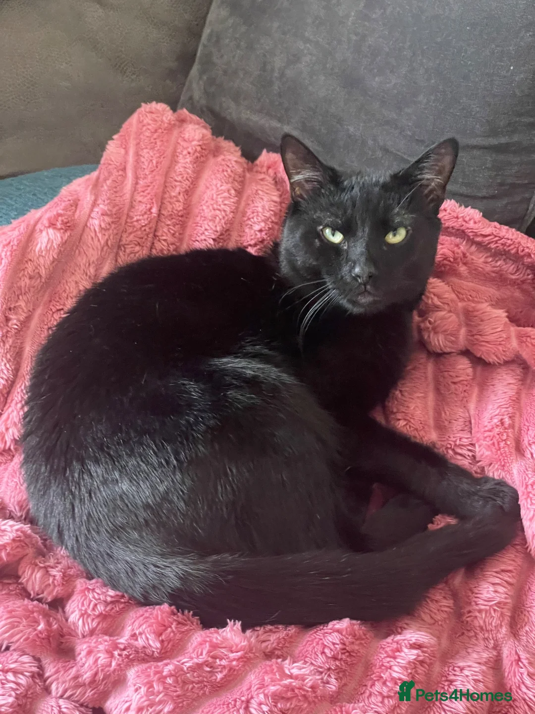 Domestic Shorthair cats for sale: Black male cat in Gateshead - Advert 1