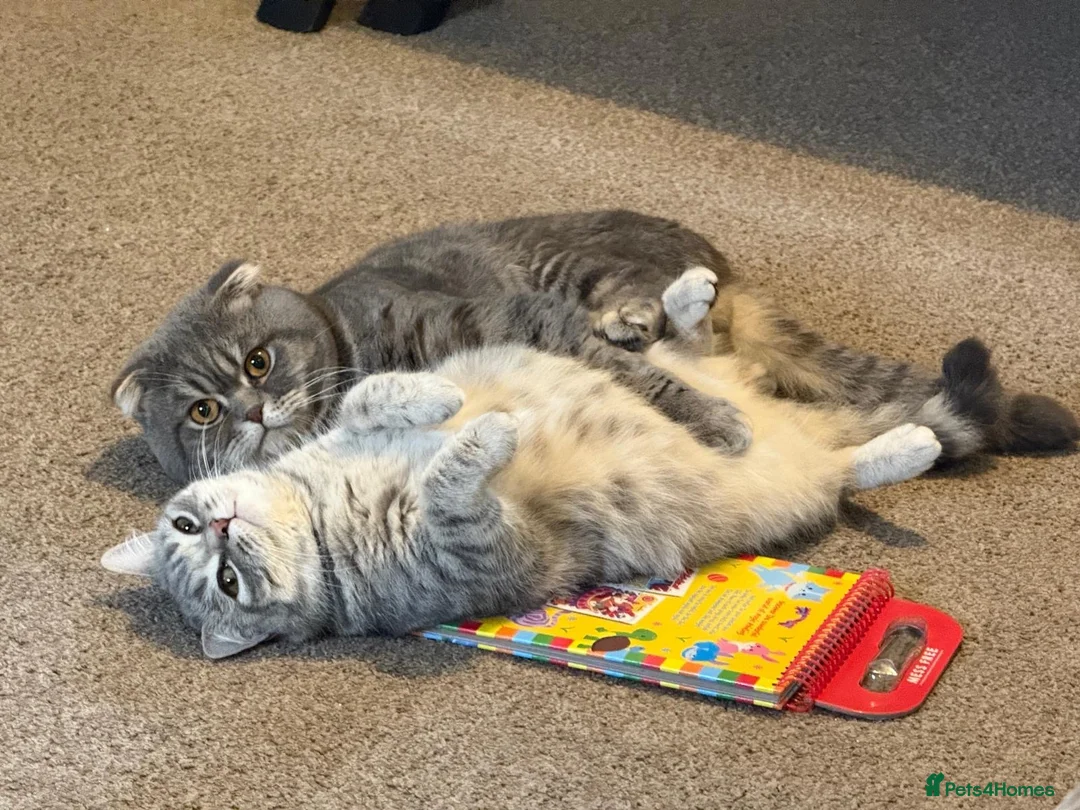 British Shorthair cats for sale: Beautiful British short hair boy  in Manchester - Advert 7