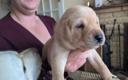 Labrador Retriever dogs for sale: Gorgeous Labrador puppies - Image 5