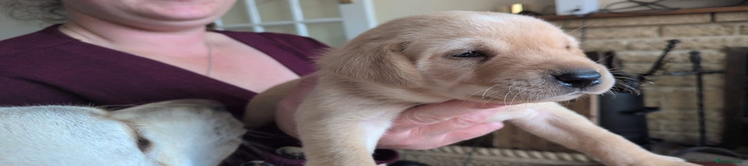 Labrador Retriever Puppy 3