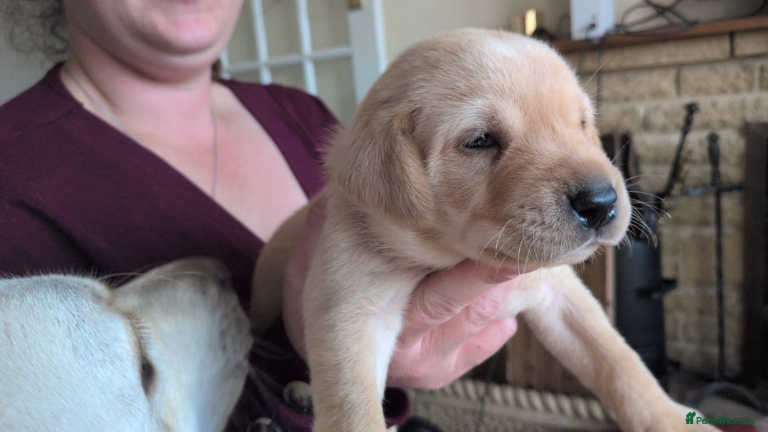 Labrador Retriever dogs for sale: Gorgeous Labrador puppies - Image 5