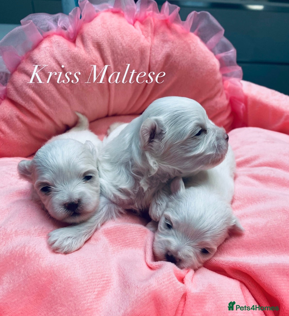 Maltese dogs ✨Outstanding kc registered Korean Maltese puppies✨ - Advert 7