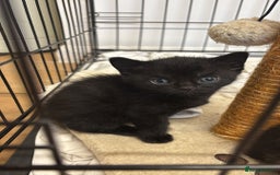 British Shorthair cats for sale: Two gorgeous female kittens for sale - Image 4