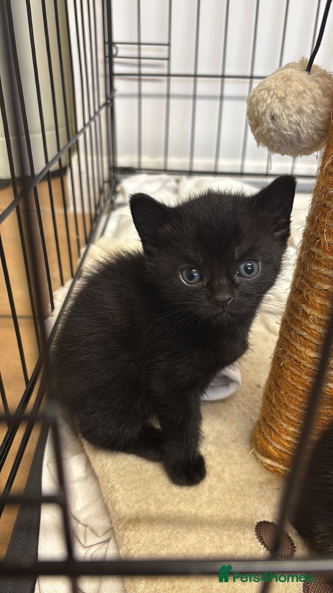 British Shorthair cats for sale: Two gorgeous female kittens for sale - Image 4