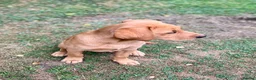 Labrador Retriever dogs for sale: Pedigree Labrador Puppies LAST TWO - Advert 2
