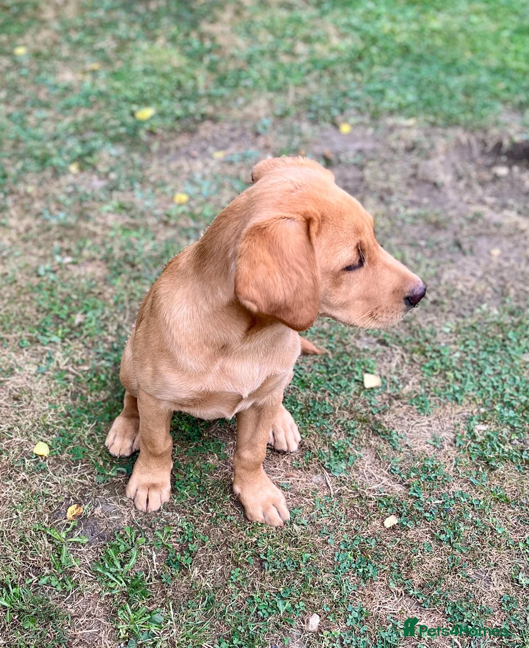 Labrador Retriever dogs for sale: Pedigree Labrador Puppies LAST TWO - Advert 2