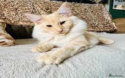 Norwegian Forest Cat cats for sale: Full FIFe pedigree Norwegian Forest Kittens  in Normanton - Image 6