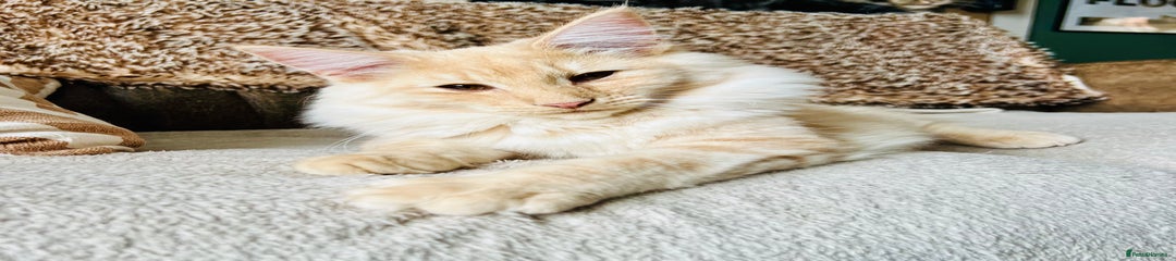 Norwegian Forest Cat Kitten 6