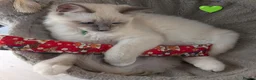 Ragdoll cats for sale: 🩷 GCCF🩷1  BLUE POINT MITTED RAGDOLLS LEFT - Advert 10