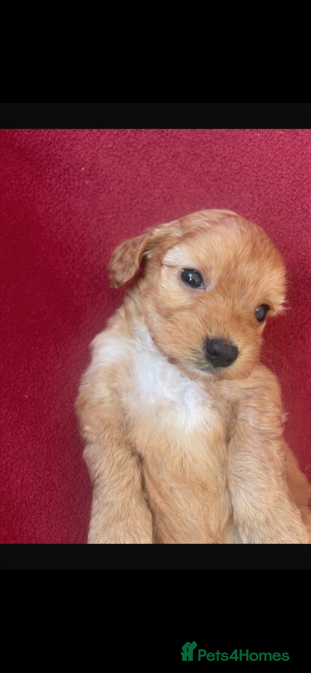 Cockapoo dogs for sale: F1 Cockapoo puppies  - Advert 5