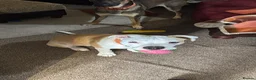Alapaha Blue Blood Bulldog dogs for sale: Odie 6 month old pup - Advert 2