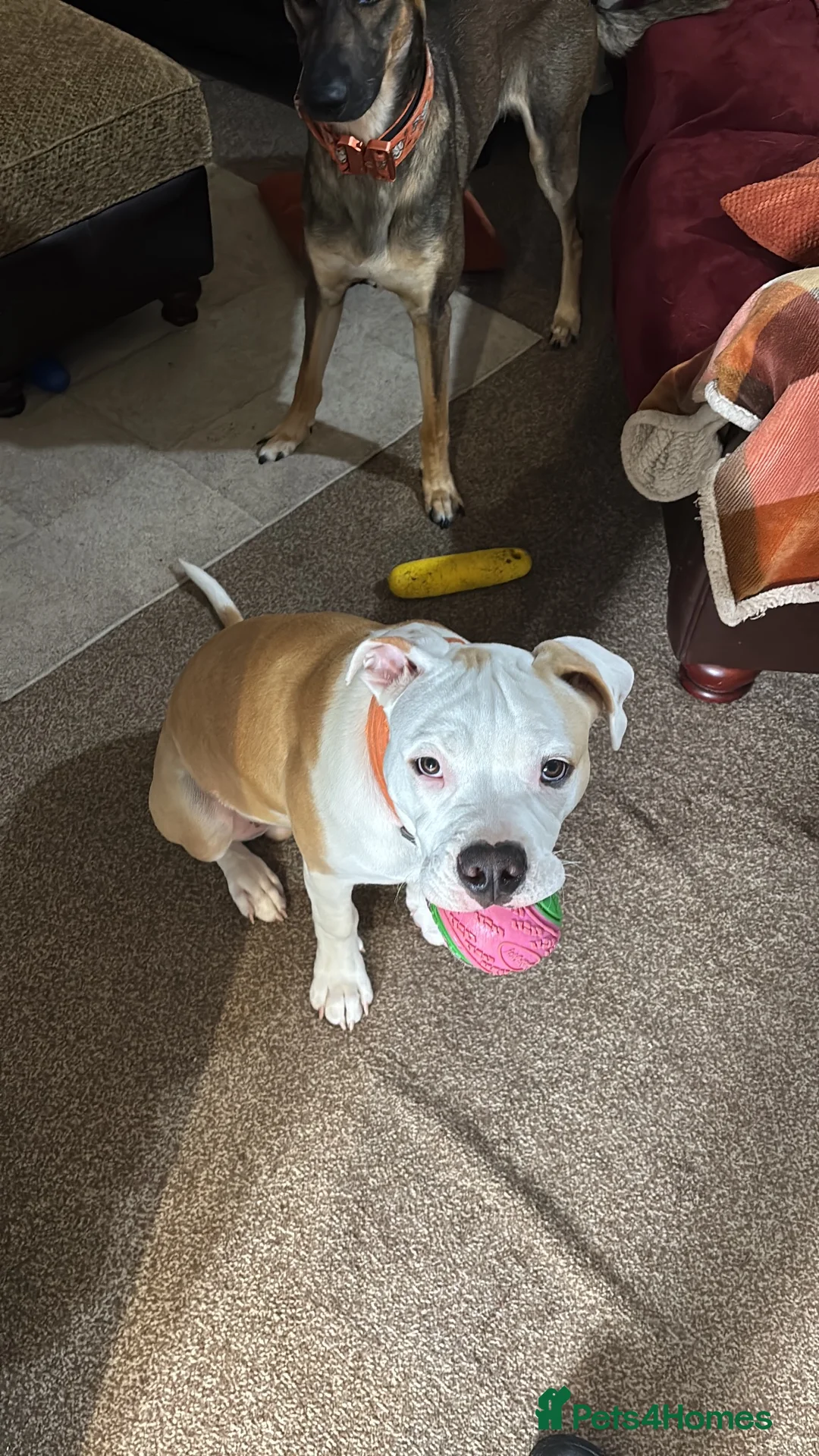 Alapaha Blue Blood Bulldog dogs for sale: Odie 6 month old pup - Advert 2