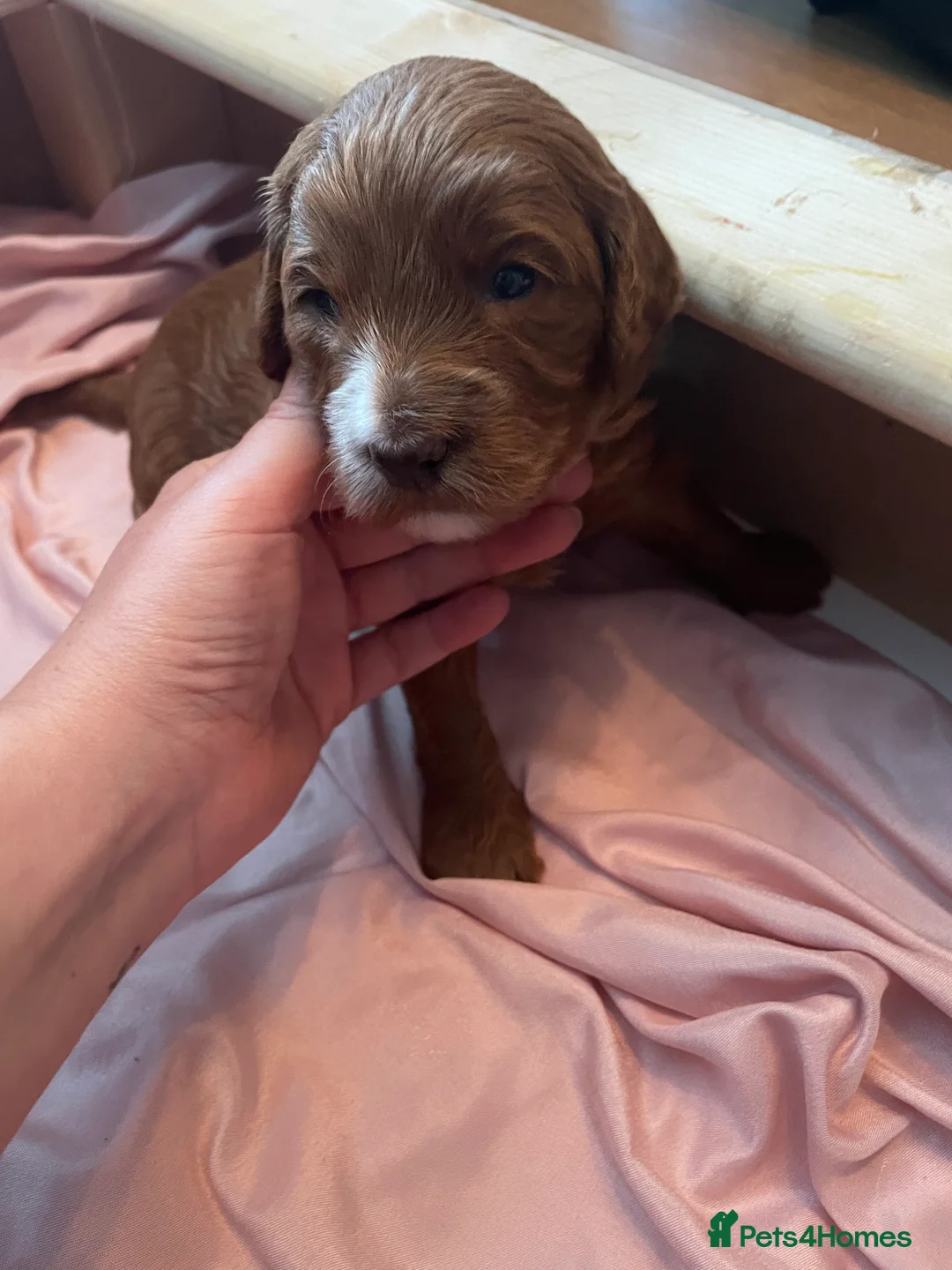 Cockapoo dogs for sale: X3 f1b cockapoo puppies  - Advert 8