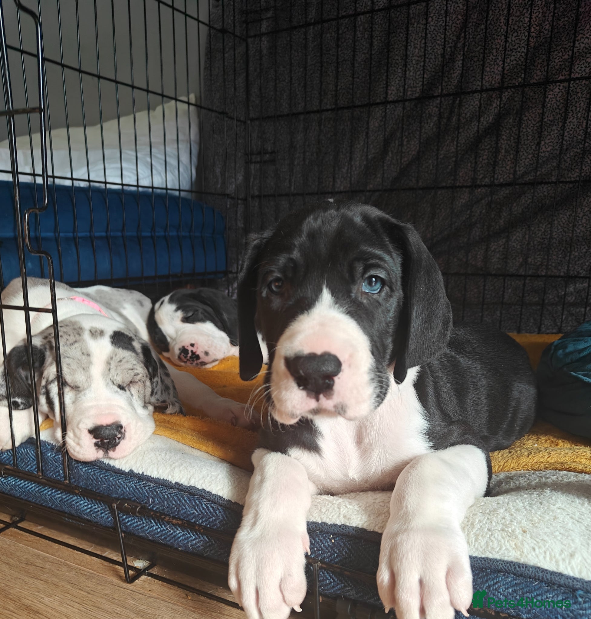 Great Dane dogs 🐾 Stunning Great Dane Puppies for Sale 🐾 - Advert 8