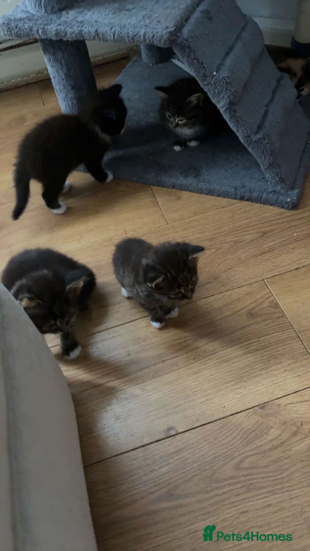 Mixed Breed cats for sale: Kittens for sale  in Birmingham - Advert 2