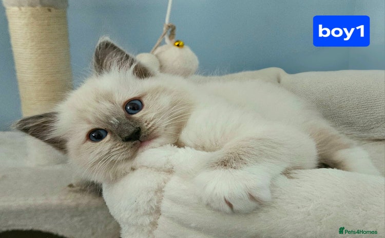 Ragdoll cats - Advert 1