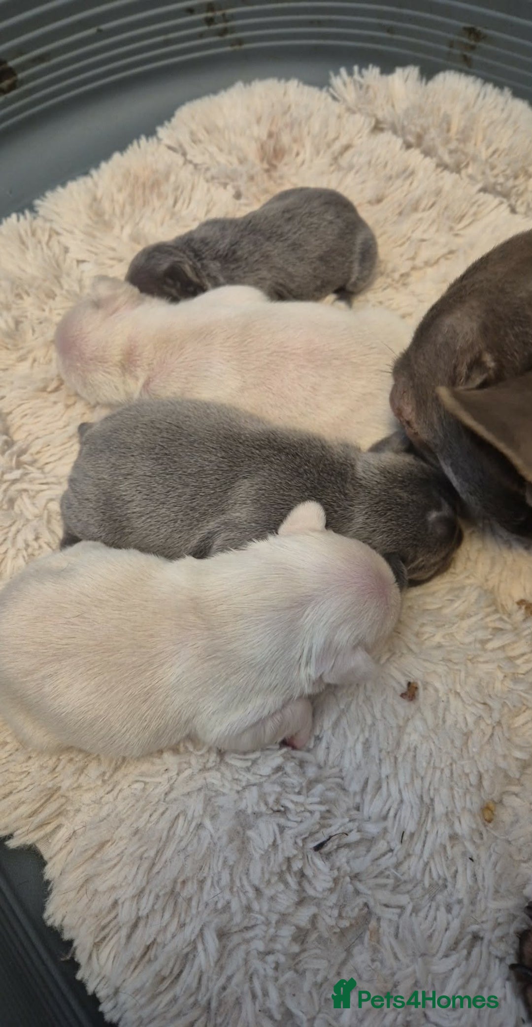 French Bulldog dogs for sale: French Bulldog Puppies  - Advert 3