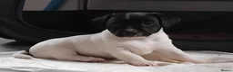 Jack Russell dogs for sale: Jack Russell puppies  - Advert 9
