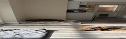 Mixed Breed dogs for adoption: Gentle | Sweet | Dog Loving | Foodie - Advert 3