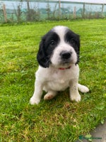 English Springer Spaniel dogs - Advert 7