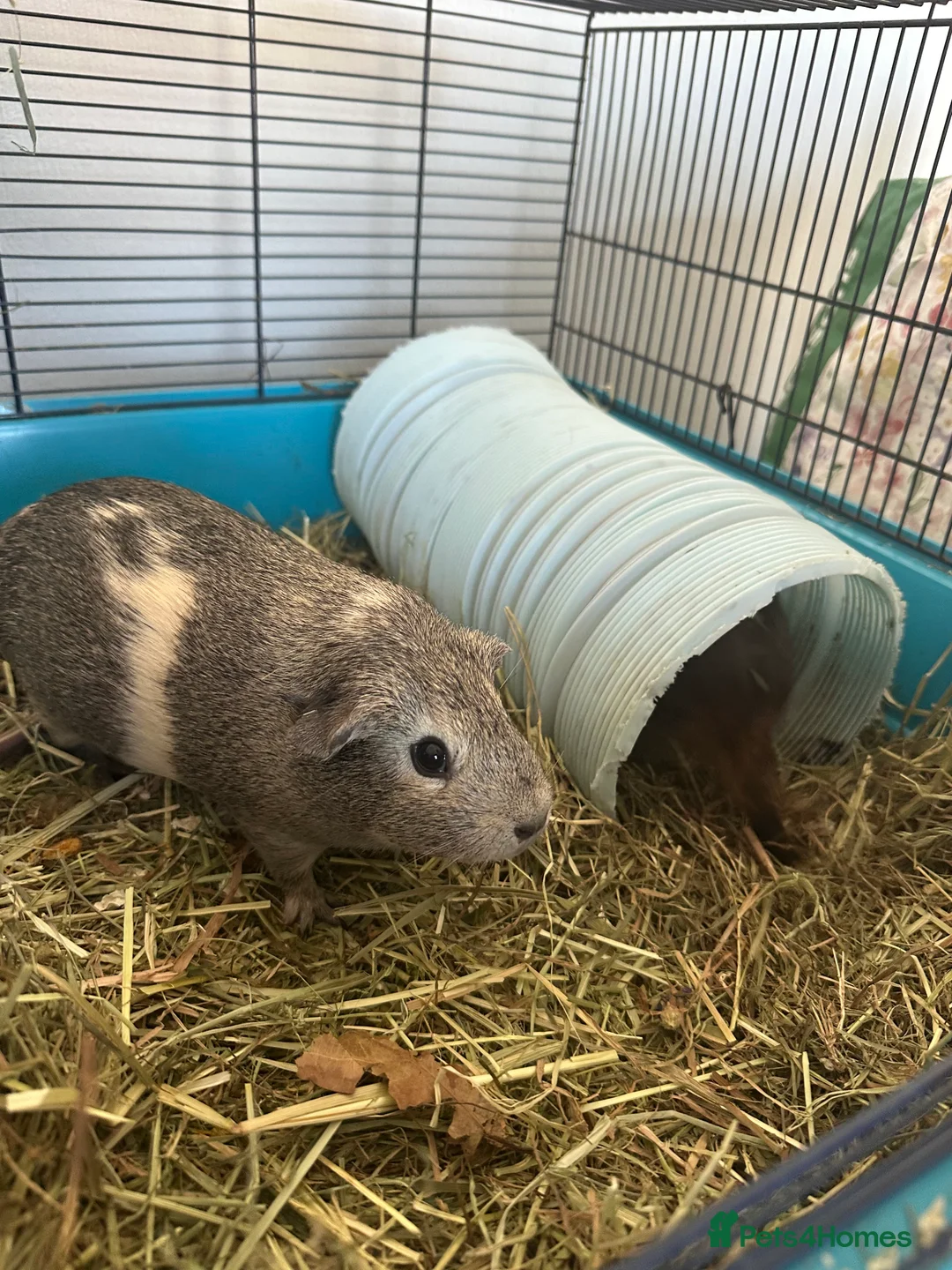Guinea Pig rodents for sale: 2 Guinea pigs for sale. in Harwich - Advert 1