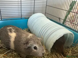 Guinea Pig rodents 2 Guinea pigs for sale. - Advert 2