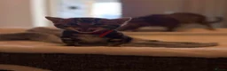 Bengal cats for sale: Four Beautiful Bengal kittens 🐾  - Advert 10