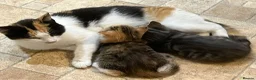Mixed Breed cats for sale: Tabby kitten - Advert 3