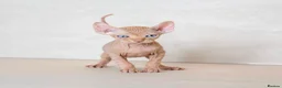 Sphynx cats for sale: Rare tabby champion Sphynx kittens  - Advert 12