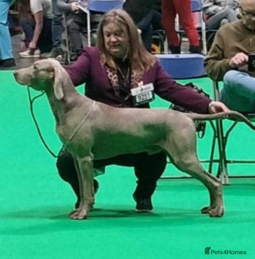 Weimaraner dogs for sale: Stunning KC reg silver/grey Weimaraner puppies - Image 3