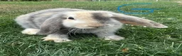 Mini Lop rabbits for sale: Mini Lop Rabbits For Sale  - Advert 14