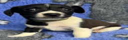 Jack Russell dogs for sale: Stunning Jack Russell Puppies - Advert 15