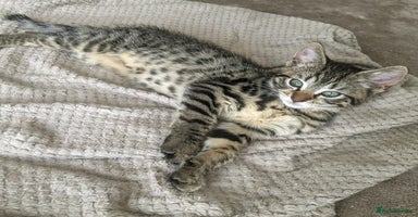 Bengal cats - Advert 5